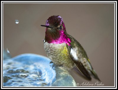 Male Anna's Hummingbird at the fountain