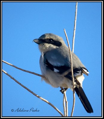 Loggerhead Shrike