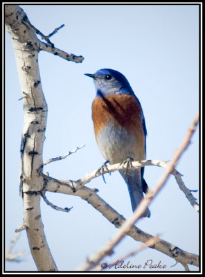 Western Bluebird