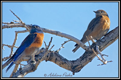 Western Bluebirds