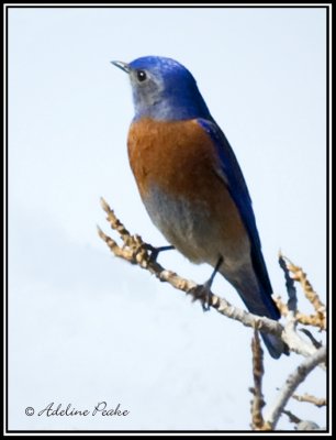 Western Bluebird