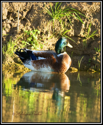 Male Mallard