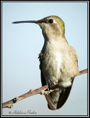 Female Costa Hummingbird