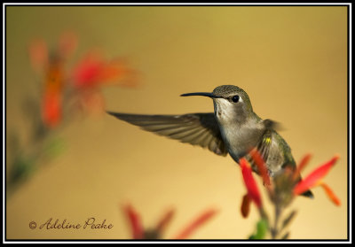 Female Costa Hummingbird
