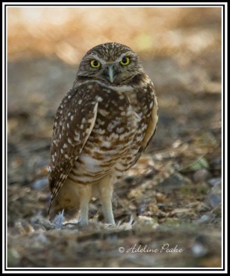 Burrowing Owl