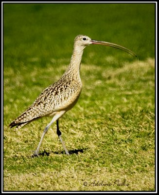 Long-billed Curlew