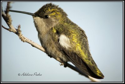 Female Costa Hummingbird