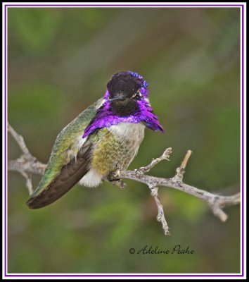 Male Costa Hummingbird