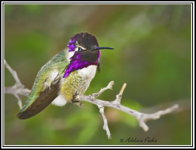 Male Costa Hummingbird
