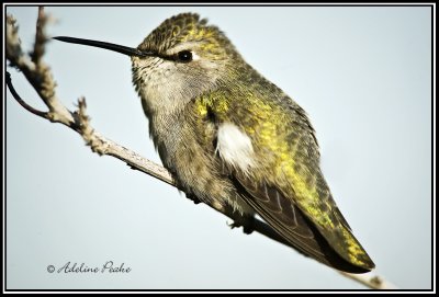 Female Costa Hummingbird