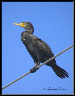 Double-crested Cormorant