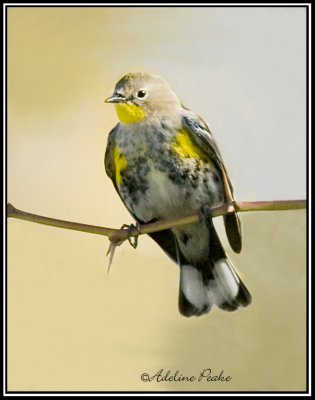 Yellow rumped Warbler