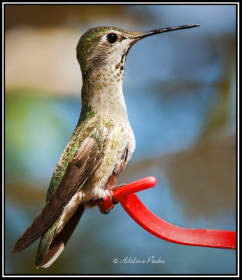 Female Anna's Hummingbird