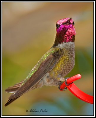 Male Anna's Hummingbird