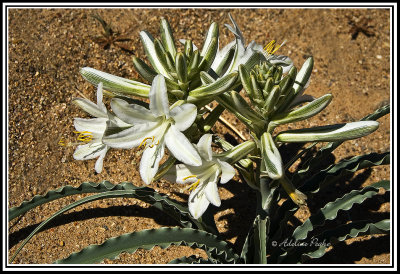 Desert Lily