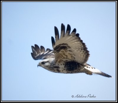 Rough-legged Hawk