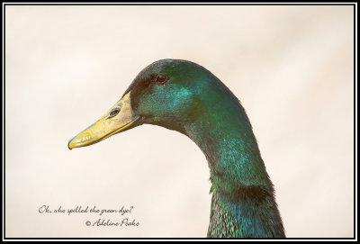 Unknown Goose