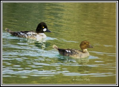 Common Goldeneye Ducks