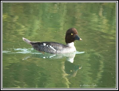 Common Goldeneye Duck