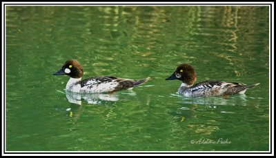 Common Goldeneye Ducks