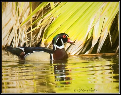 Wood Duck