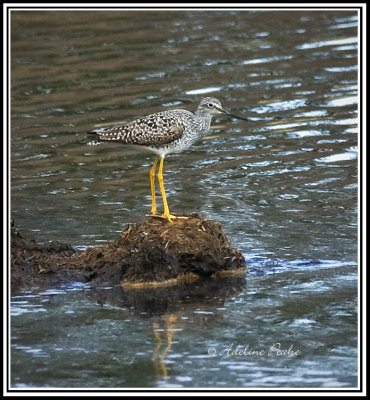 Greater Yellowlegs
