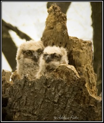 Baby Great Horned Owls