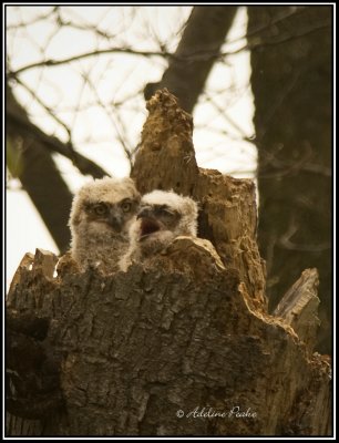 Baby Great Horned Owls