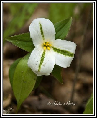 White Trillium