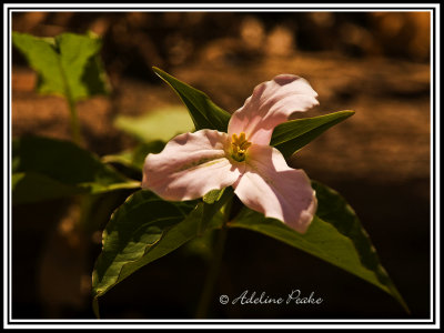Pink Trillium