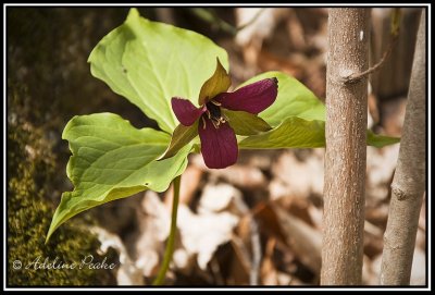 Red Trillium
