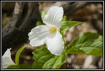 White Trillium