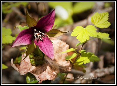 Red Trillium