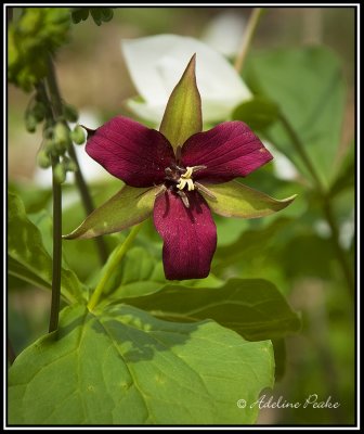 Red Trillium