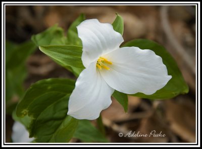 White Trillium