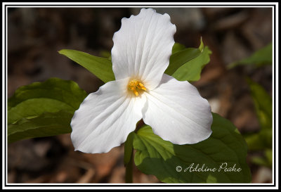 White Trillium