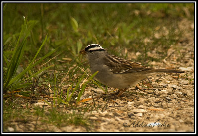 White-crowned Sparrow