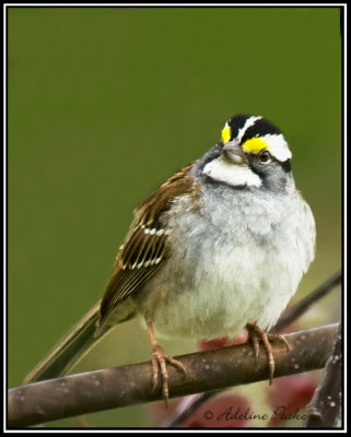 White -throated Sparrow