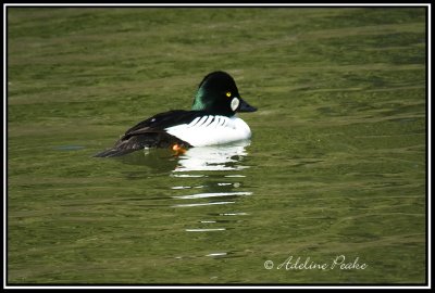 Male Common Goldeneye