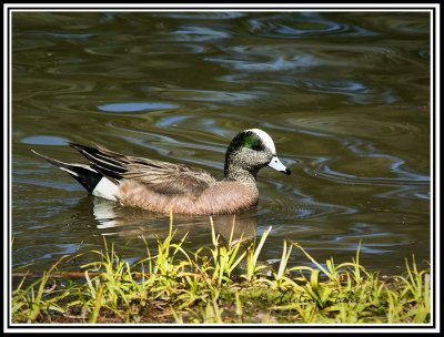 American Wigeon