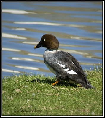 Female Common Goldeneye