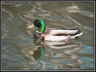 Male Mallard Duck