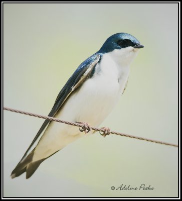 Tree Swallow