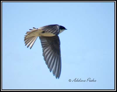 Tree Swallow