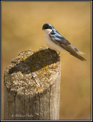 Tree Swallow