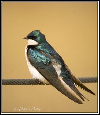 Tree Swallow