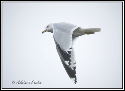 Ring-billed Gull