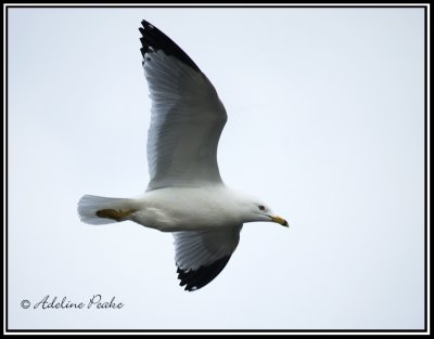 Ring-billed Gull