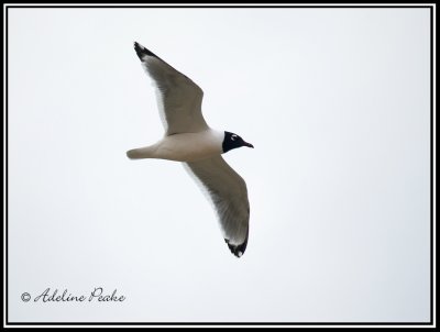 Franklin's Gull