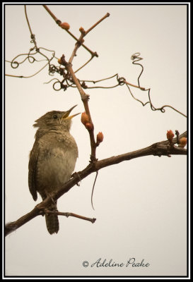 Winter Wren